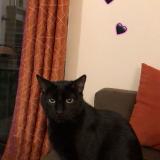 Foto del gato perdido en L Isle Adam