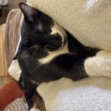 Foto del gato perdido en Boulogne Billancourt