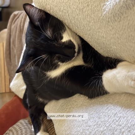 Foto 1/1 Arno Chat perdido en Boulogne billancourt