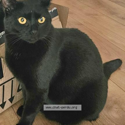 Foto 1/3 Zorro Chat perdido en Paris