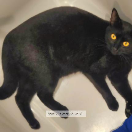 Foto 2/3 Zorro Chat perdido en Paris