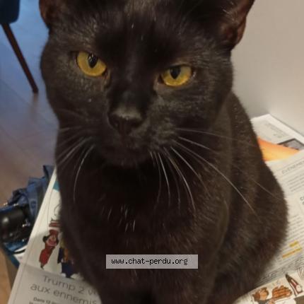 Foto 3/3 Zorro Chat perdido en Paris