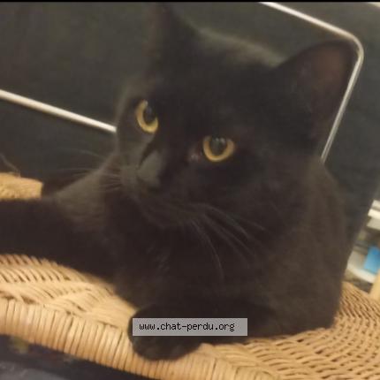 Foto 4/4 Zorro Chat perdido en Paris