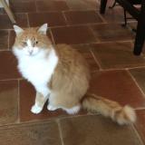 Foto del gato perdido en Trets