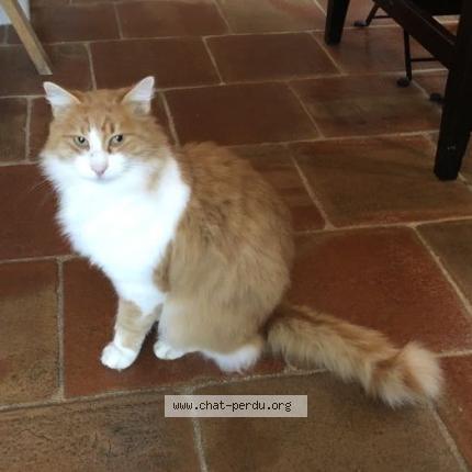 Foto 1/1 Calisson Chat perdido en Trets