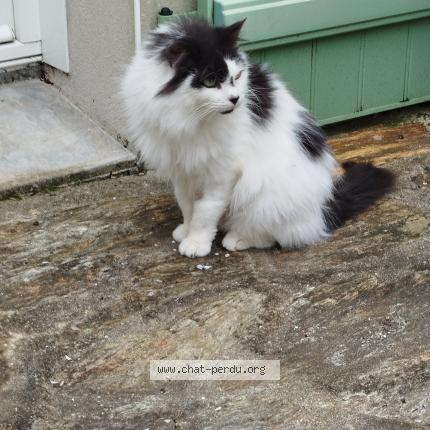 Foto 1/1 Patachou Chat perdido en Les moutiers en retz