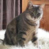 Foto del gato perdido en Bordeaux