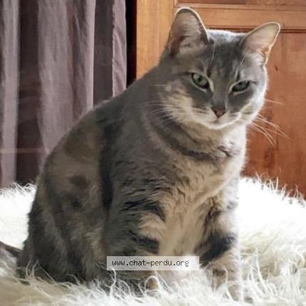 Foto 1/1 Ophélie Chat perdido en Bordeaux