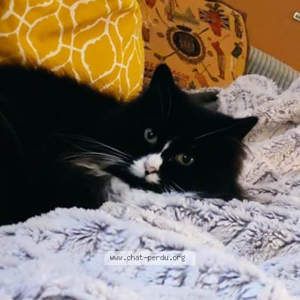 Foto 1/1 Mimosa Chat perdido en Angers