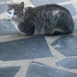 Foto de gato encontrado en Les Pavillons Sous Bois