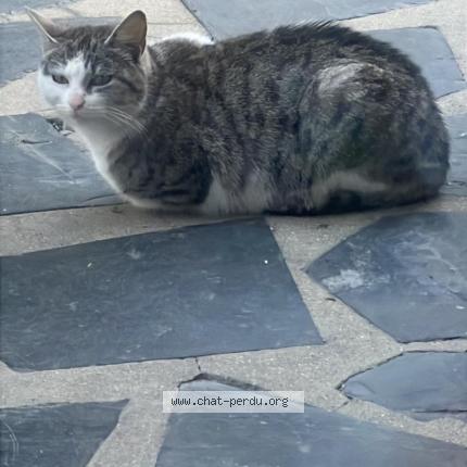 Foto 1/1 Gato encontrado Encontrado en Les pavillons sous bois