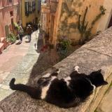 Foto de gato encontrado en Paris