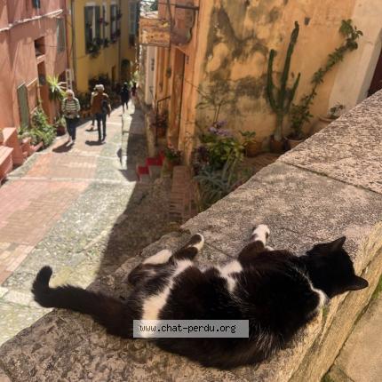 Foto 1/1 Gato encontrado Encontrado en Paris