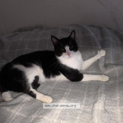 Foto 1/1 Athos Chat perdido en Morigny champigny