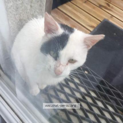 Foto 1/1 Gato encontrado Encontrado en Plounevez lochrist