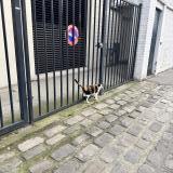 Foto de gato encontrado en Asnieres Sur Seine
