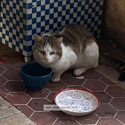 Foto 1/1 Gato encontrado Encontrado en Toulouse