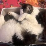 Foto del gato perdido en Albi