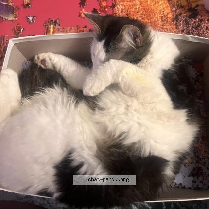 Foto 1/1 Archi Chat perdido en Albi