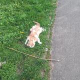 Foto de gato encontrado en Noisy Le Grand France