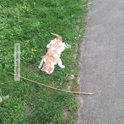 Foto 1/1 Gato encontrado Encontrado en Noisy le grand france