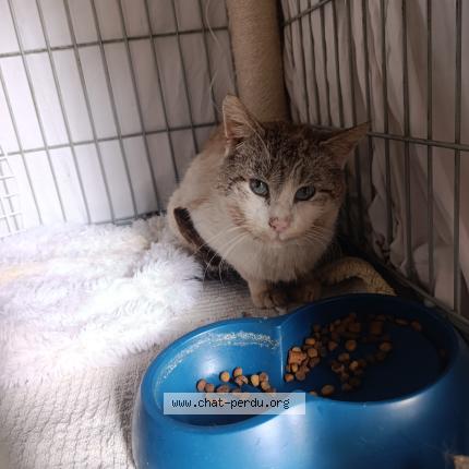 Foto 1/2 Gato encontrado Encontrado en Champs sur marne