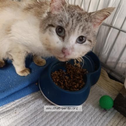 Foto 2/2 Gato encontrado Encontrado en Champs sur marne