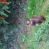 Foto de gato encontrado en Luzillat