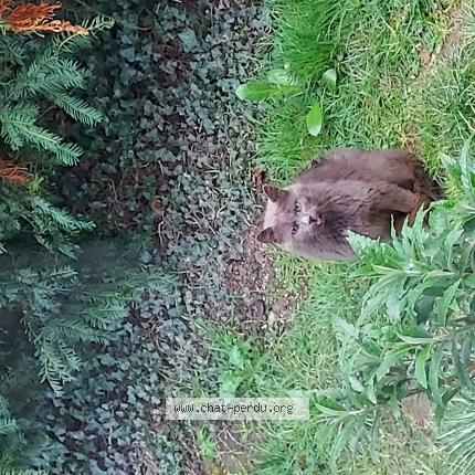 Foto 1/1 Gato encontrado Encontrado en Luzillat