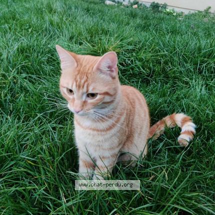 Foto 1/1 Gato encontrado Encontrado en Levis saint nom