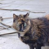 Foto de gato encontrado en Surzur