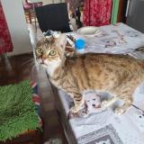 Foto del gato perdido en La Capelle