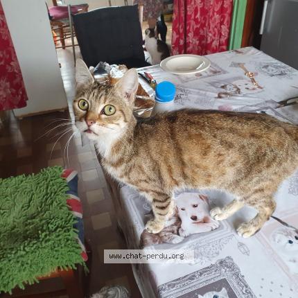 Foto 1/1 Sheba Chat perdido en La capelle