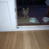 Foto de gato encontrado en Prades