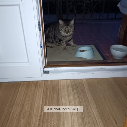 Foto 1/1 Gato encontrado Encontrado en Prades