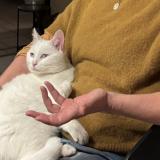 Foto del gato perdido en Messimy Sur Saone