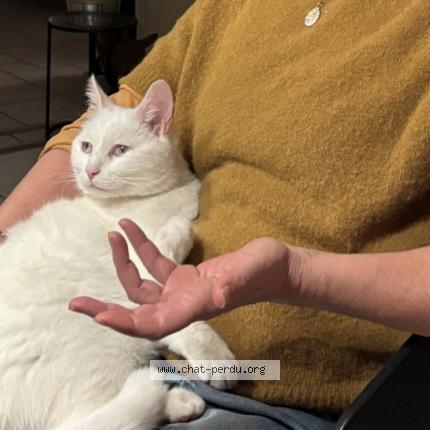 Foto 1/1 Mireille Chat perdido en Messimy sur saone