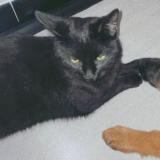 Foto del gato perdido en Sury Le Comtal