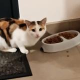 Foto de un gato reunido en Obaix