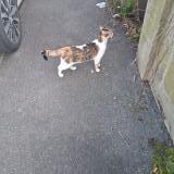 Foto de gato encontrado en Noisy Le Grand France