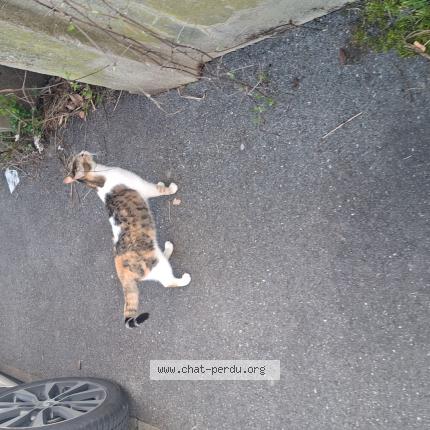 Foto 1/1 Gato encontrado Encontrado en Noisy le grand france