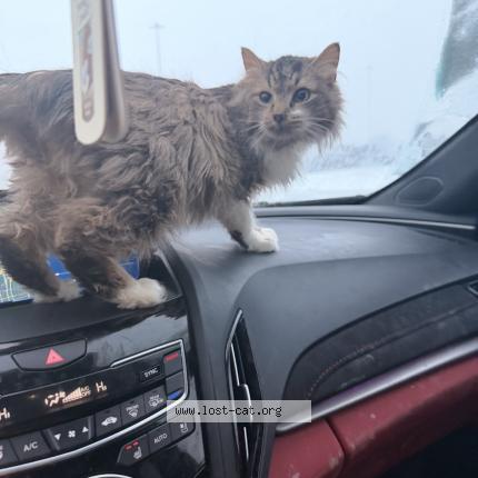 Foto 1/1 Mabela Chat perdido en Columbus