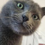 Foto del gato perdido en Woluwe Saint Lambert