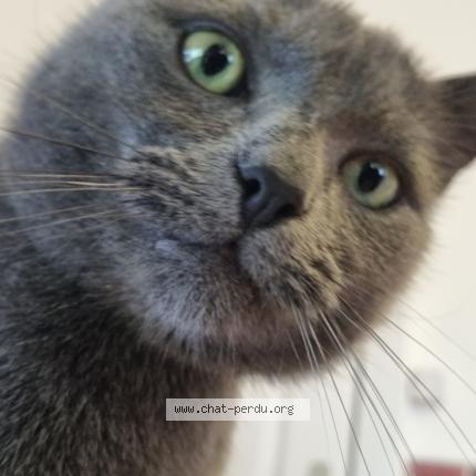Foto 1/1 Loki Chat perdido en Woluwe saint lambert
