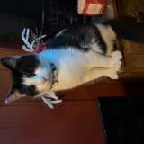 Foto del gato perdido en Belleville