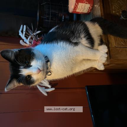 Foto 1/1 DB Chat perdido en Belleville