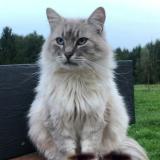 Foto del gato perdido en Blanzy