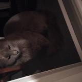 Foto de gato encontrado en Saint Marcel Les Valence