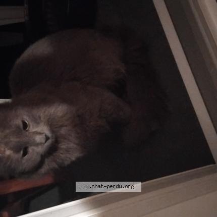 Foto 1/1 Gato encontrado Encontrado en Saint marcel les valence