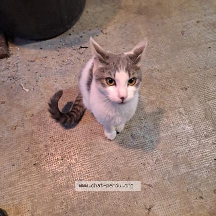 Foto 1/1 Gato encontrado Encontrado en Nimes